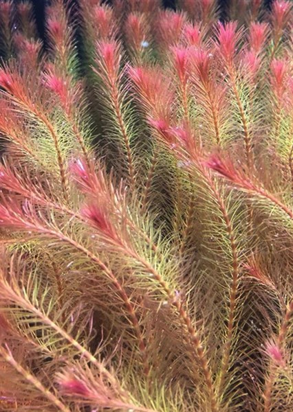 Rotala wallichii Pink